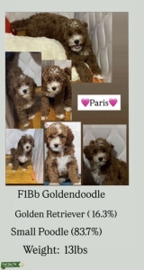 Mini Goldendoodle Female looking for mate now 2026 3️⃣ 4️⃣ 7️⃣ 8️⃣ 1️⃣ 9️⃣ 8️⃣ 2️⃣ 0️⃣ 1️⃣ cont me  Listing Image