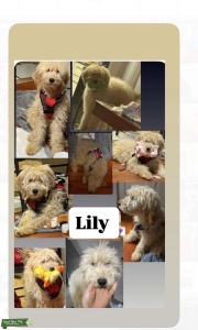 Medium Goldendoodle Female looking for mate now 2026 3️⃣ 4️⃣ 7️⃣ 8️⃣ 1️⃣ 9️⃣ 8️⃣ 2️⃣ 0️⃣ 1️⃣ cont me  Listing Image