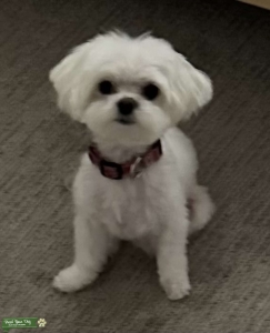Tiny Maltese needs a Tiny Mate! Listing Image
