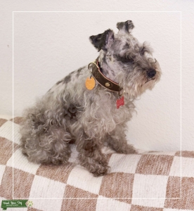 Miniature Schnauzer  Listing Image