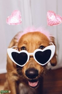 The Sweetest Golden Retriever Listing Image