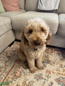 Mini Goldendoodle Stud Red Listing Image