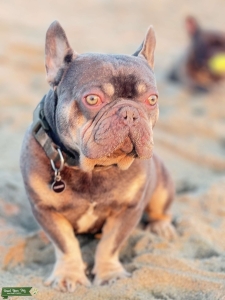 SoCal Lilac frenchie  Listing Image