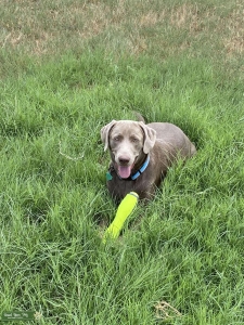 Large Pure Bred AKC Silver Labrador  Stud Servicing Listing Image