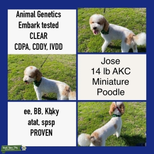 Stud dog Listing Image