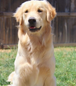 Champion Bloodline Stud Listing Image