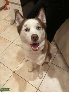 Chocolate husky  Listing Image