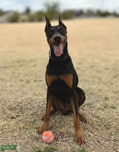 Beautiful Black/Tan Doberman Listing Image