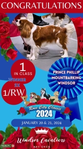 Cavalier King Charles Spaniel -AKC, UKC, IABCA IntCH  Listing Image