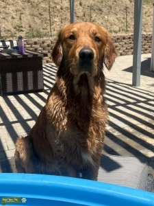 Golden Retriever Stud Listing Image