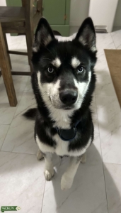 Black and white female Siberian Husky Listing Image