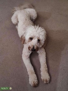Blonde/red f1 golden doodle Listing Image
