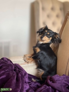 5lb Black & Tan Long Hair Female Listing Image