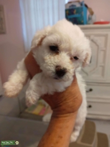 AKC Proven  Listing Image