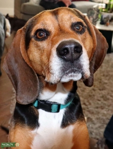 Athletic hound mix male Listing Image
