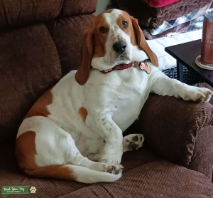Basset Hound Stud  Listing Image