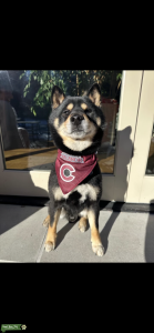 Black and Tan Shiba Inu Male Listing Image