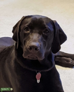 English Chocolate Lab AKC registered Listing Image