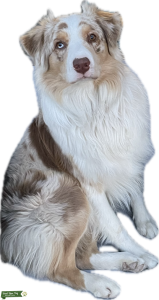 Australian Shepherd Red Merle Stud Listing Image