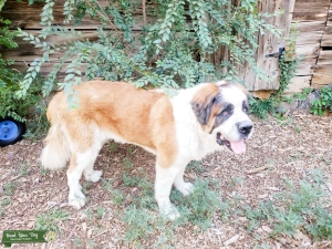 Awesome Giant St. Bernard ready to breed Listing Image