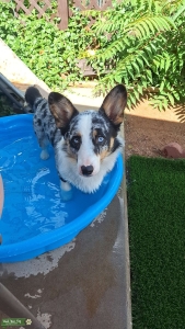  American Cardigan Welsh Corgi - Blue Merle, quad colored ( Dominate white, black and greys, tones of tan). Blue eyes, one is half blue/half brown. Nose is dominate black and speckled pink. 30 lbs, athletic, healthy! Listing Image