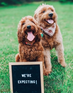 F1B Mini Goldendoodle Listing Image