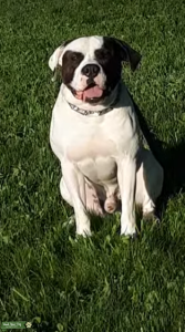 American Bulldog/Pitbull Mix -- LOOKING TO STUD ASAP Listing Image