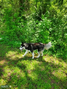 Husky Stud  Listing Image