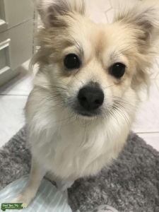 Cream sable Pomeranian x Maltese  Listing Image