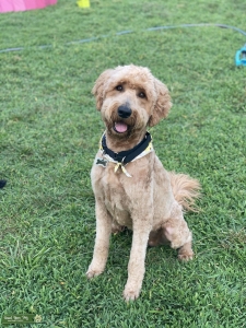 Goldendoodle Listing Image