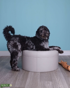 Proven Merle Standard Goldendoodle Stud Listing Image