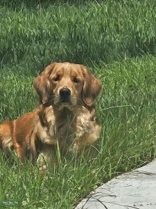 Sweet calm golden  Listing Image