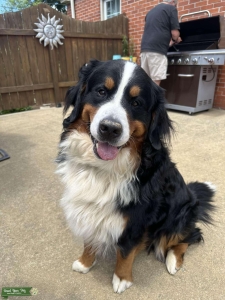 Akc Bernese Mountain Dog Stud Listing Image