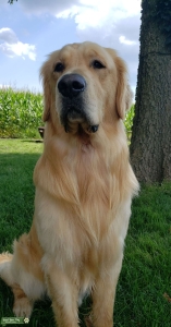 AKC Golden Retriever  Listing Image