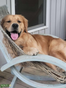 AKC Golden Retriever Stud with amazing temperament! Listing Image