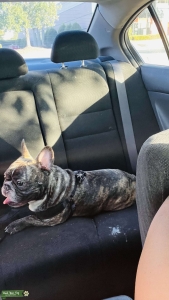 BRINDLE FRENCHIE Listing Image