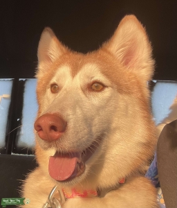 Female looking for stud  Listing Image