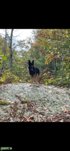 Female German Shepherd  Listing Image