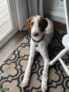 AKC White Parti Poodle Listing Image