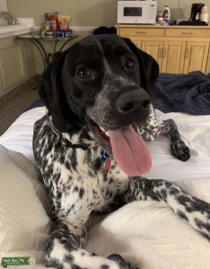 AKC Stud (Loki) BLACK AND WHITE GSP Listing Image