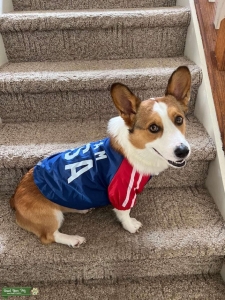 pembroke welsh corgi Listing Image