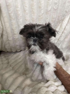 Looks to breed Listing Image