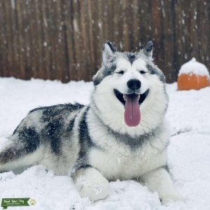 Championship Bloodline Malamute Listing Image