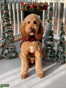 standard poodle Listing Image