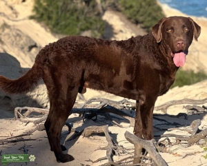 Chesapeake Bay Retriever Stud looking for his Dame Listing Image