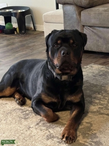 AKC German Stud 2 years Listing Image