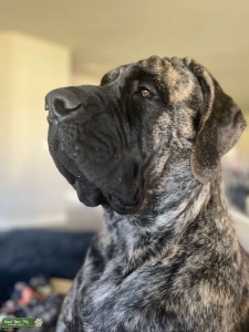 Brindle English Mastiff Stud Listing Image
