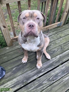 ABKC American Bully XL Listing Image