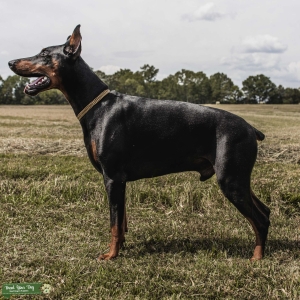 European Doberman Stud *AKC REGISTERED Listing Image