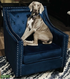 Silver Weimaraner Listing Image